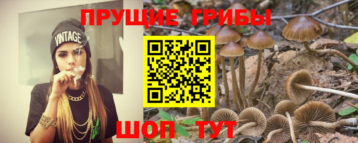 Северобайкальск  Псилоцибиновые грибы MAGIC MUSHROOMS  Вход с VPN 